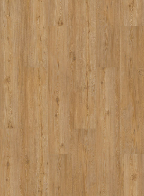 Porto Feldeiche Natur Klickvinyl