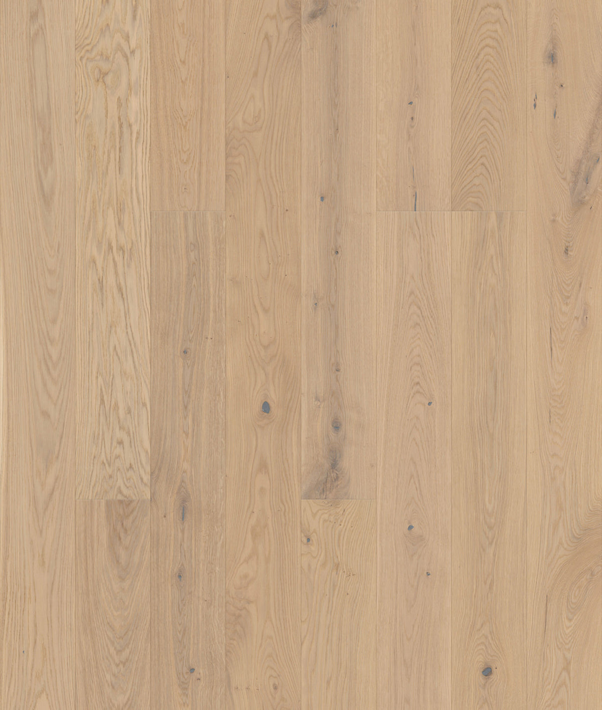 Casella | Farbe: Eiche Creme Natur geölt | Produktbild